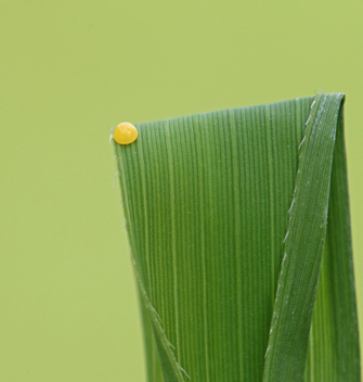 Least Skipper egg